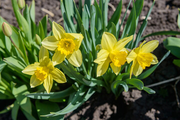 Obraz premium Close up yellow daffodils flowers spring. Yellow daffodil. Blossoming garden