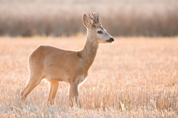 Naklejka na ściany i meble Roe deer (Capreolus capreolus), male of this beautiful animal standing on the field, during rut season, evening sunlight, searching some female. Background consist of wheat field. Slovakia 