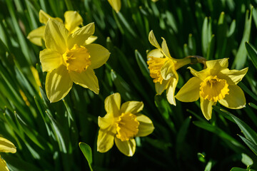 Close up yellow daffodils flowers spring. Yellow daffodil. Blossoming garden