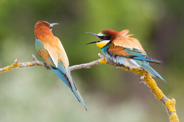 European bee-eater (Merops apiaster),pair of this beautiful birds in an argument sitting on branch, colorful body, diffused green background, stick overgrown by moos, scene from wild nature. Slovakia 