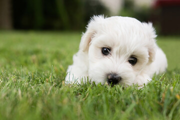 Small cute puppy of maltese dog sitting in the grass. Diffuse background. White fluffy fur.   