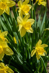 Close up yellow daffodils flowers spring. Yellow daffodil. Blossoming garden