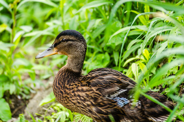 Portrait of a wild duck on the bank of the canal 