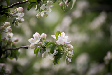 spring, apple blossoms, white flowers