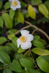 winter, blooming camellia, white flower, greens