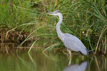 Gray heron (Ardea cinerea),photo of this big gray wading bird in his natural habitat, bird standing in water, background consist of wall of green reed, heron searching for some fish for meal,Slovakia 