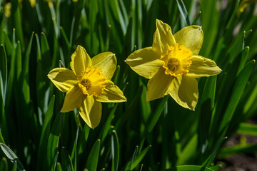 Close up yellow daffodils flowers spring. Yellow daffodil. Blossoming garden