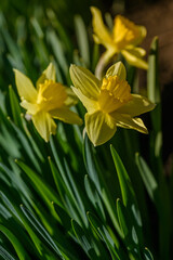 Close up yellow daffodils flowers spring. Yellow daffodil. Blossoming garden