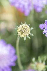 Scabiosa (in german Acker-Witwenblume) Knautia arvensis
