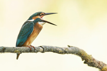 Common kingfisher (Alcedo atthis),male of kingfisher vomits a pellet. Beautiful bird with blue wings and orange body sitting on branch. Long black beak. Soft yellow diffuse background. Scene from wild