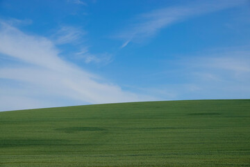 Weizenfeld, blauer Himmel und weiße Wolken