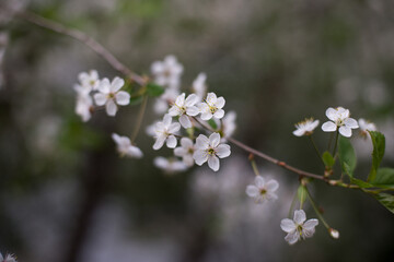 spring, cherry blossoms, white flowers, branches
