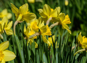 Close up yellow daffodils flowers spring. Yellow daffodil. Blossoming garden