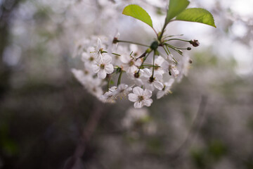 Obraz premium spring, cherry blossoms, white flowers, branches