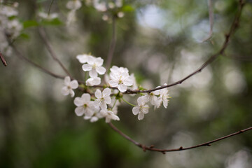 spring, cherry blossoms, white flowers, branches