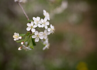 spring, cherry blossoms, white flowers, branches