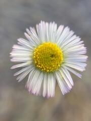 Obraz premium Summer Daisy 