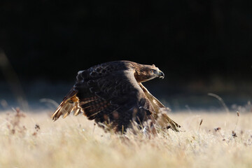 Hawk at frosty sunrise. Red-tailed hawk (Buteo jamaicensis) flying low over frosted grass on meadow. Bird of prey in forest. Wildlife scene from nature. Habitat North America.