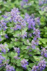 summer, spring, green grass, lilac flowers