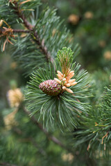 spring, flowering spruce, cones, tree in the rain 