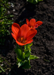 Red Tulip. Wildflower tulip flower. 