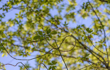 Tree branches against the blue sky. The trees in the garden. Garden plot.