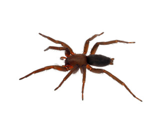 Mouse spider isolated on white background, Scotophaeus blackwalli