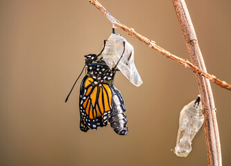 Monarch butterfly (danaus plexippus) emerging from the chrysalis on milkweed branch