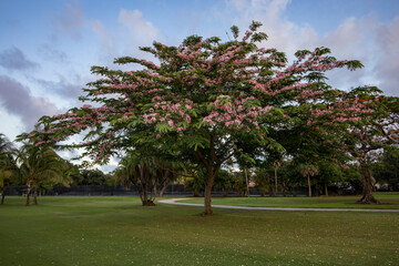 Ceiba in bloom at the Granada Golf course in Miami