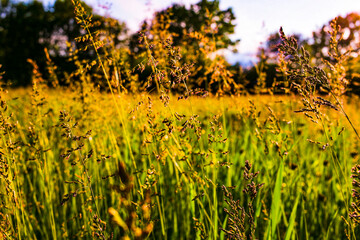 bright  spikelets of wild field plants in the sunset