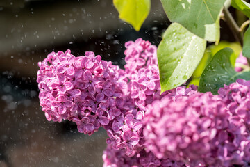 lilac with dew drops - macro.Beautiful summer purple violet background. Selective focus, blur