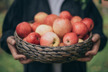 Basket with ripe red apples in the hands. Close-up