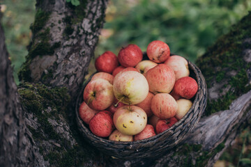 Basket with red apples between the branches of an apple tree