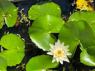 The beautiful lotus flower or water lily reflection with the water in the pond.The reflection of the white lotus with the water.