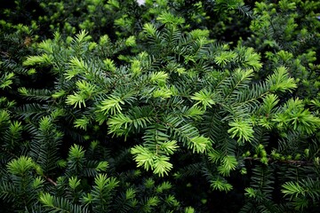 Yew tree in a garden. Yew branch. Taxus baccata. English Yew
