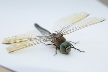 Darners Aeshnidae . Southern Hawker dragonfly Blue Darner on white background . Aeshna cyanea . Blue-eyed darners Dave Welling Nature Photography .