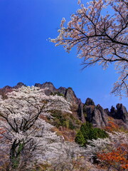 Fototapeta na wymiar 桜咲く妙義山