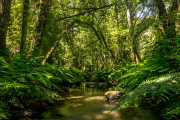 Forest river with dense tropical vegetation and waterfalls