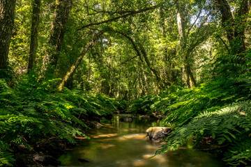Obraz premium Forest river with dense tropical vegetation and waterfalls
