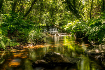 Forest river with dense tropical vegetation and waterfalls