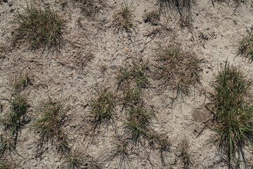 Drought - dried grass 