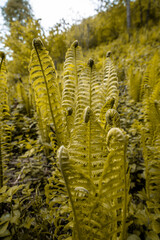 tropical jungle forest with flowers and plants