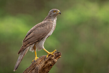 Northern Goshank perched on a branch in natural setting