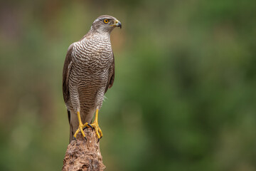 Northern Goshank perched on a branch in natural setting