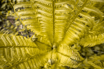tropical jungle forest with flowers and plants