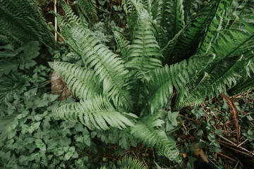 tropical jungle forest with flowers and plants