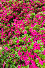 Obraz premium Pink flowers in a forest at Park Brdo near Kranj, Slovenia