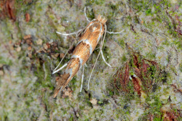 The horse-chestnut leaf miner (Cameraria ohridella) is a leaf-mining moth of the Gracillariidae family. Moth on bark of  common horse-chestnut (Aesculus hippocastanum).