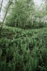 tropical jungle forest with flowers and plants