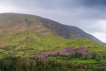 Foto op Canvas View of Irish countryside, Gleensk, Republic of Ireland © max
